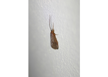 Köcherfliege (Trichoptera) - © Emanuel Trummer
